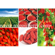 Goji Berry из Китая, сертифицированный FDA сертифицированный Goji, экспортер Super Goji